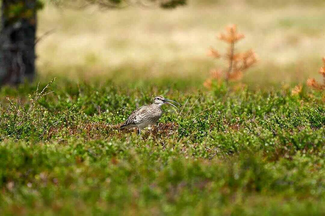 Eurasian whimbrel